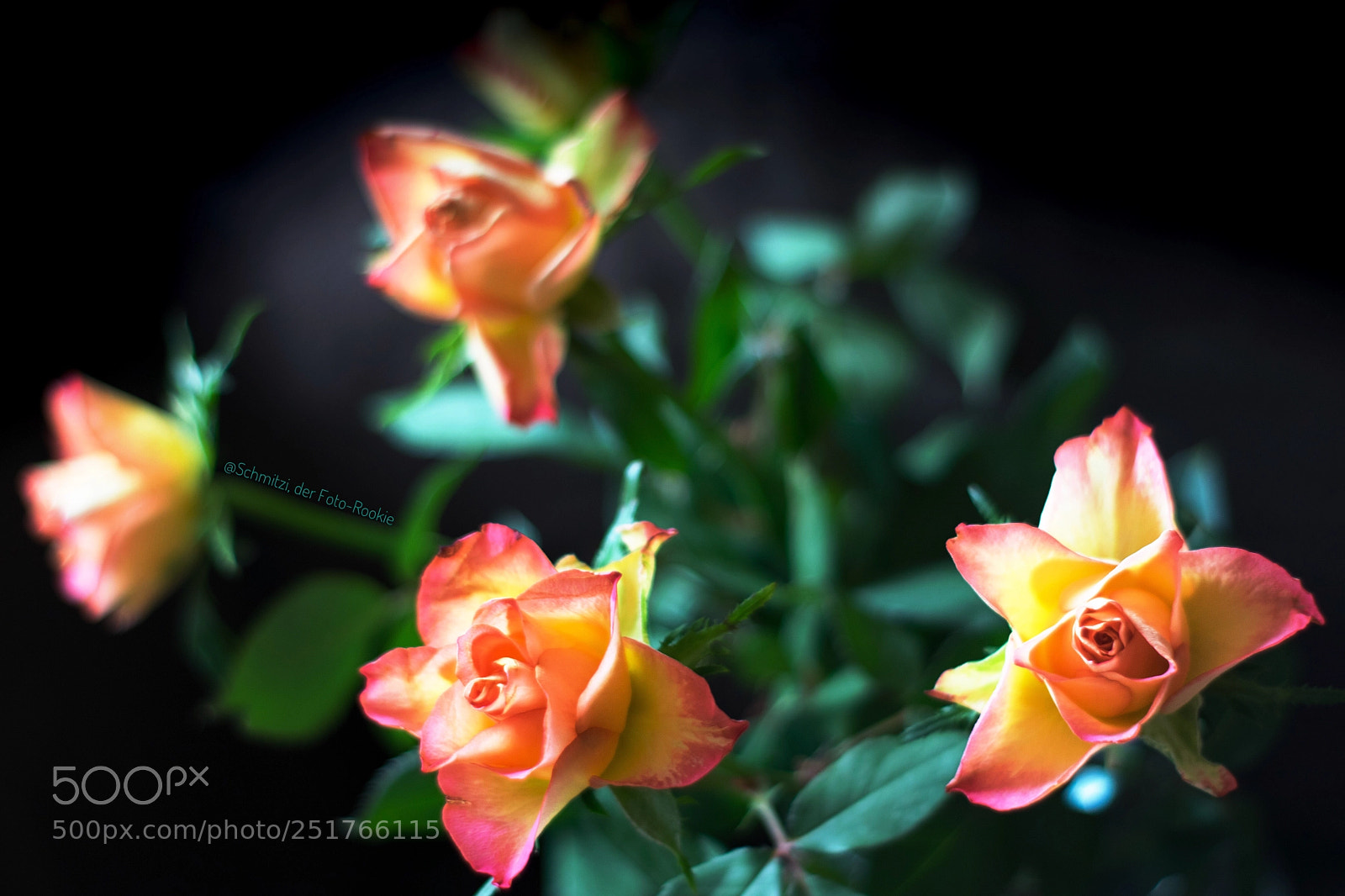 Nikon D3300 sample photo. Rosen-grüße photography