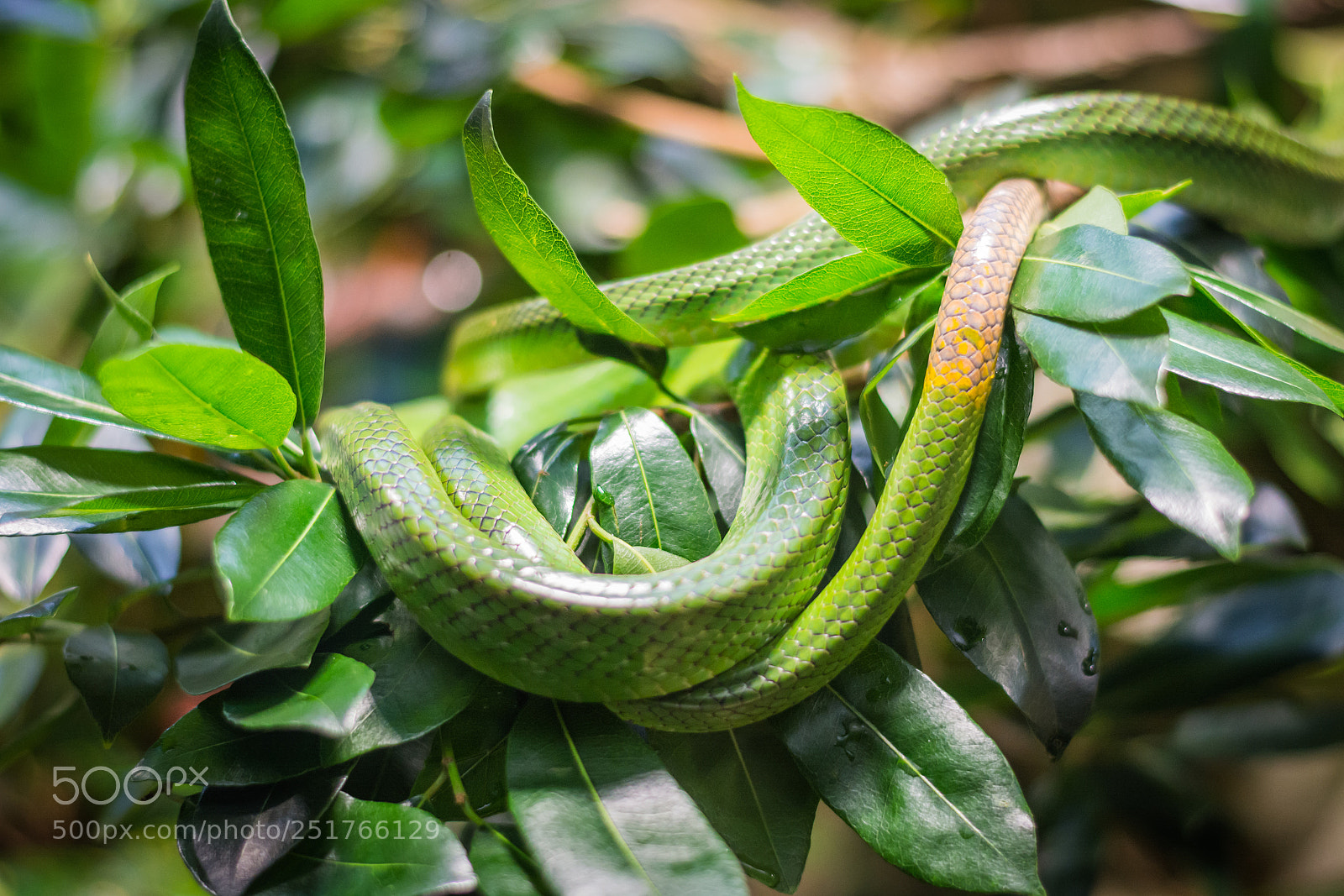 Nikon D5200 sample photo. Green snake photography