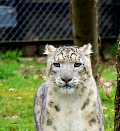 Sony a6000 sample photo. Snow leopard photography