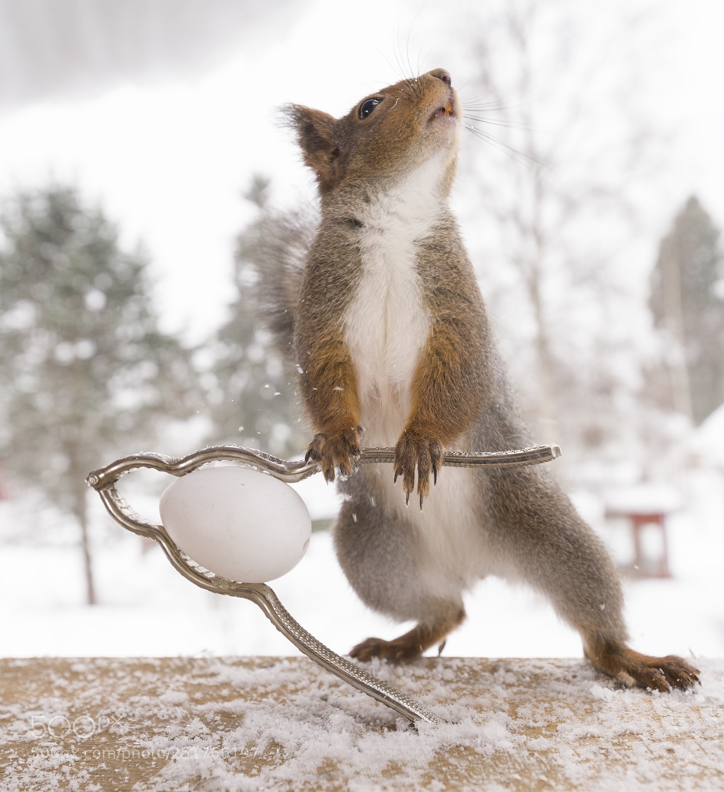 Nikon D810 sample photo. Squirrel is holding an photography
