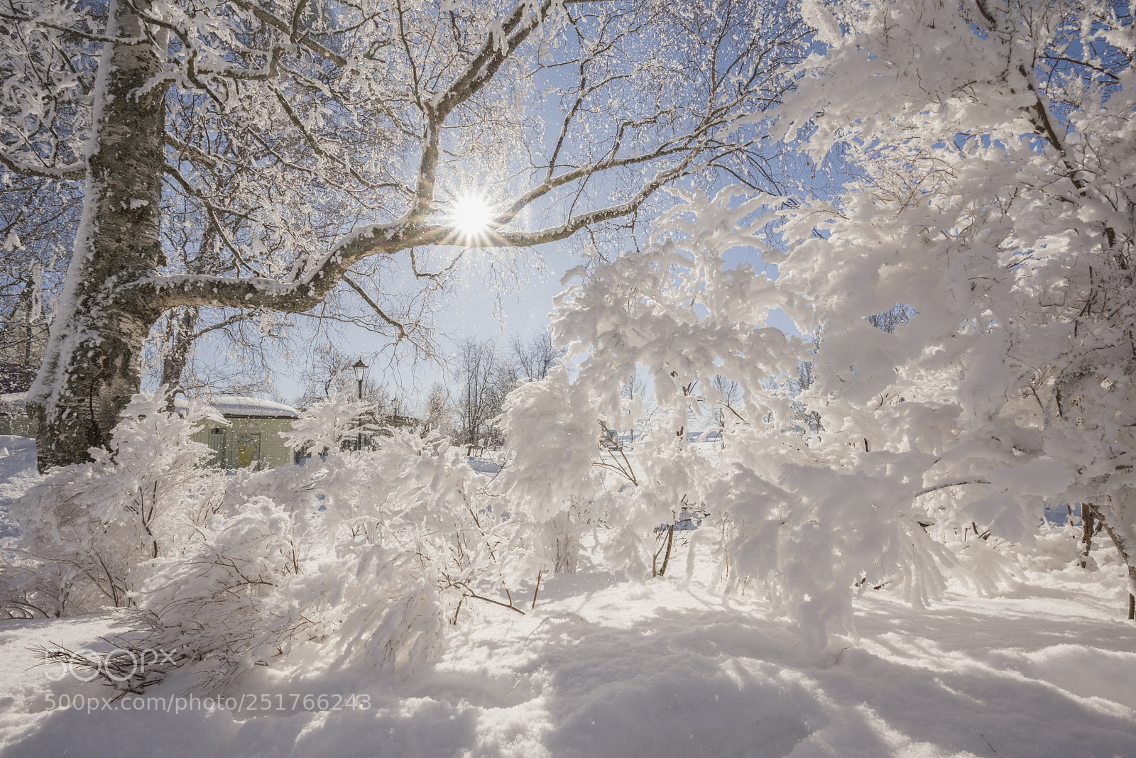 Nikon D810 sample photo. Tree with fresh snow photography