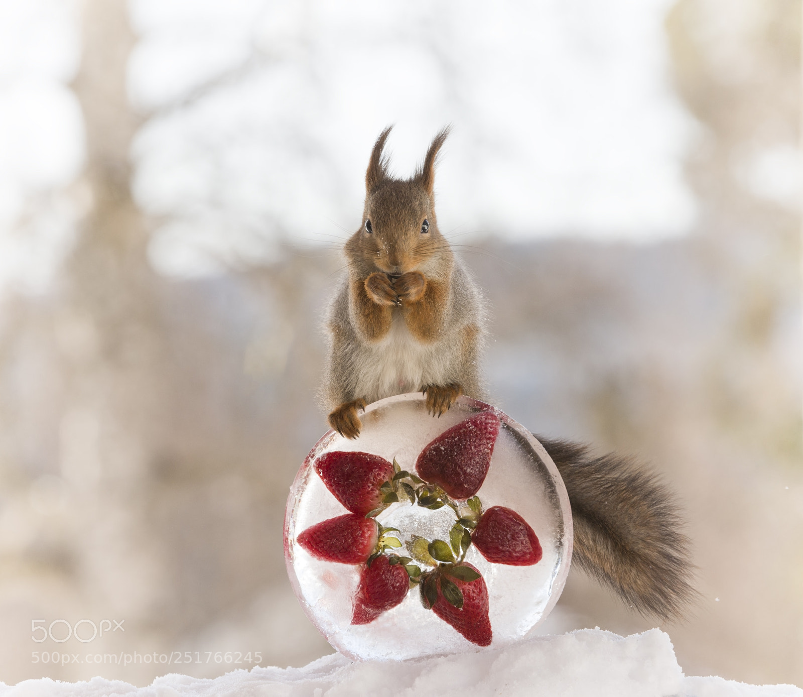 Nikon D810 sample photo. Red squirrel on ice photography