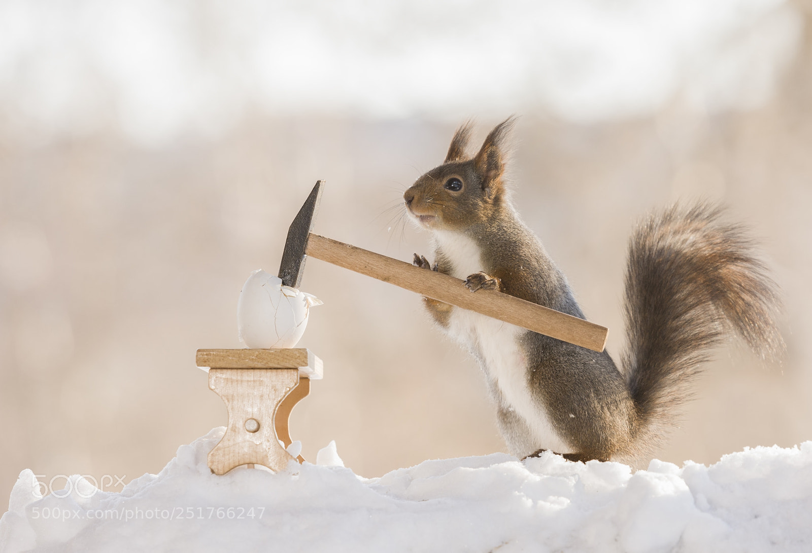 Nikon D810 sample photo. Red squirrel is holding photography