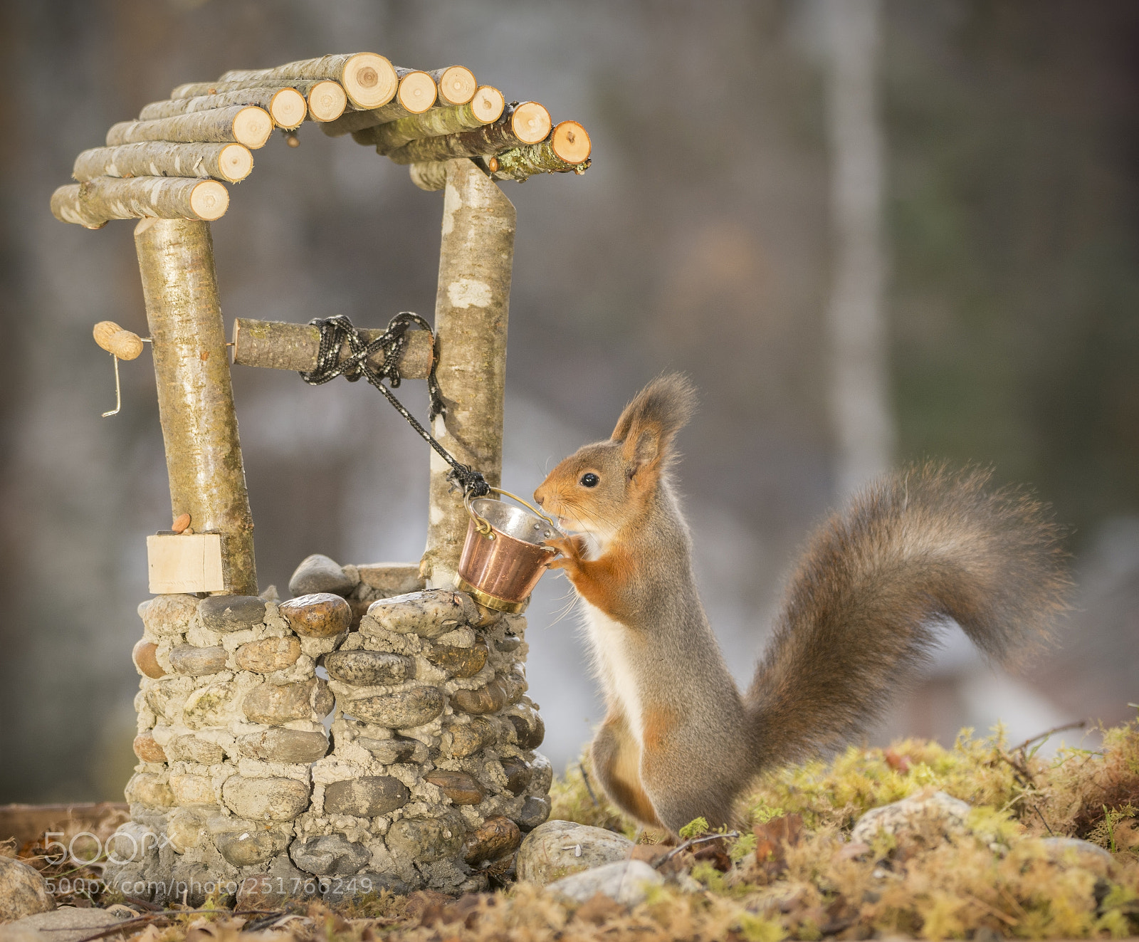 Nikon D7100 sample photo. Squirrel stand with a photography