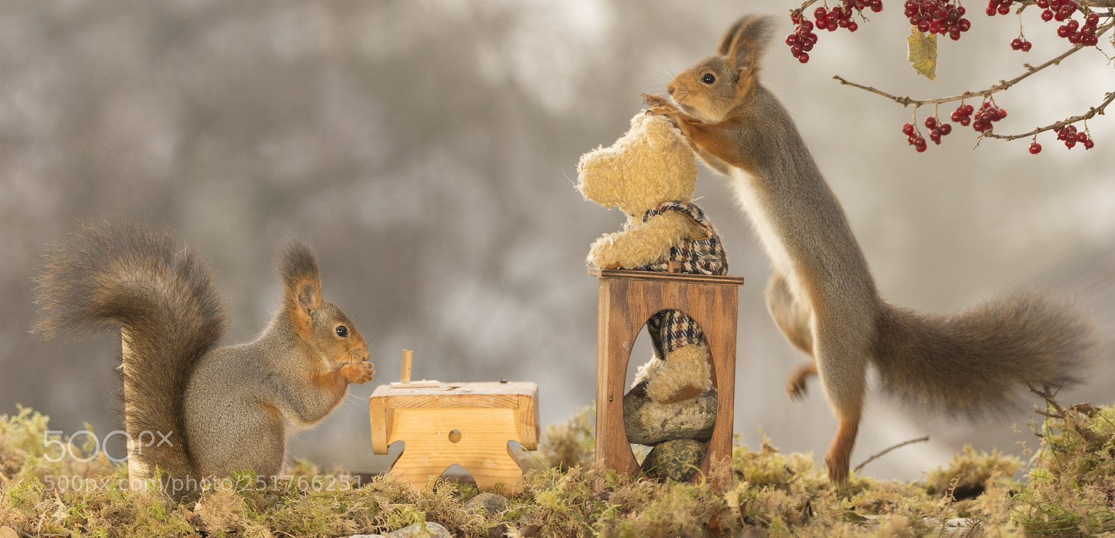 Nikon D7100 sample photo. Red squirrels with a photography