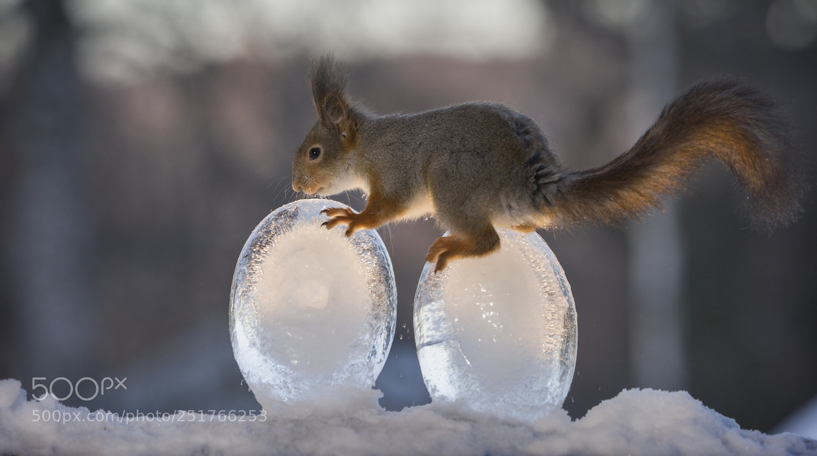 Nikon D810 sample photo. Squirrel standing on ice photography