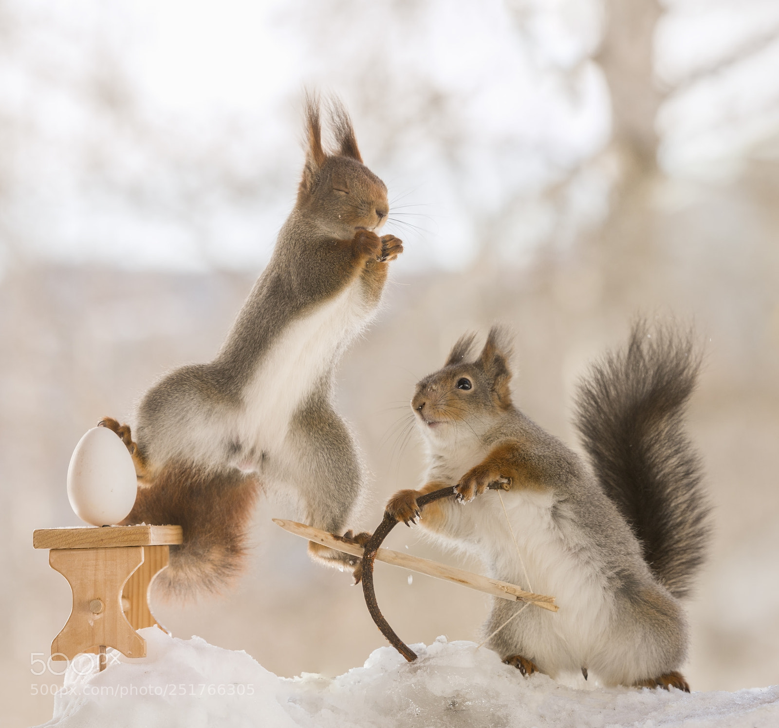 Nikon D810 sample photo. Red squirrels with bow photography