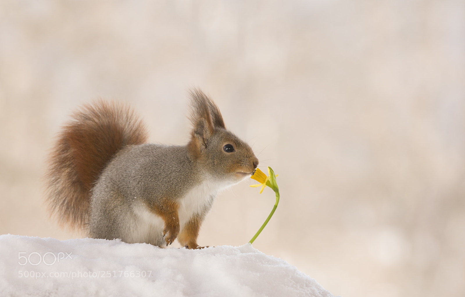 Nikon D810 sample photo. Red squirrel smelling a photography