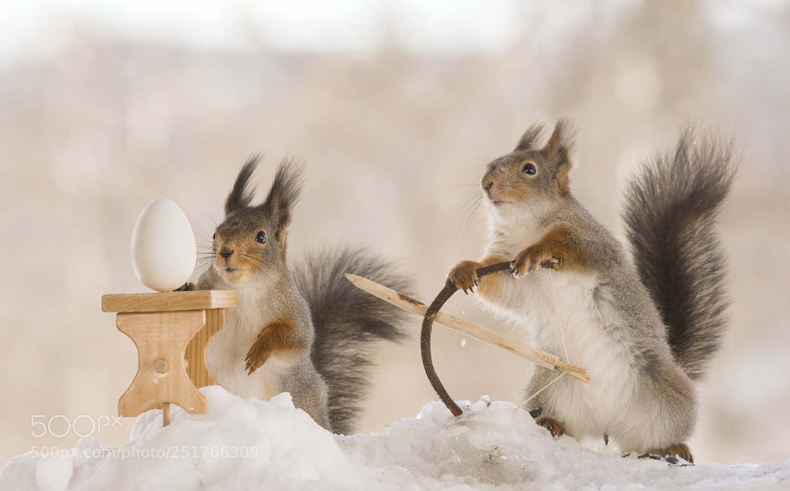 Nikon D810 sample photo. Red squirrels are holding photography