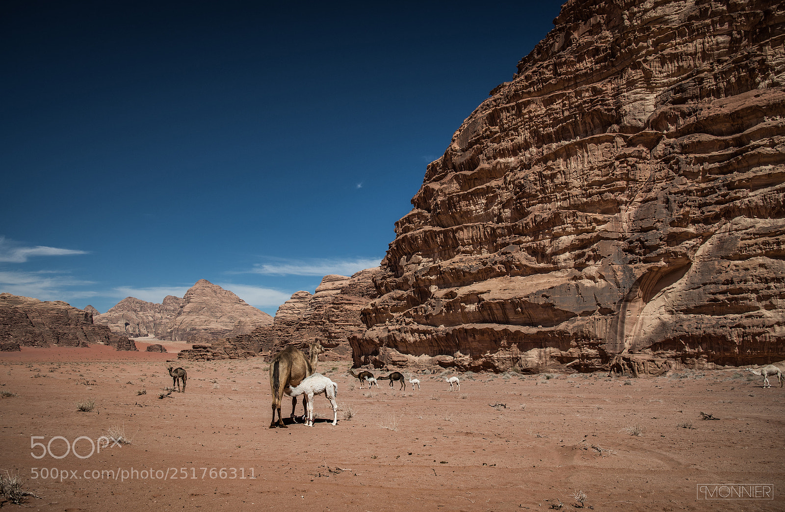 Nikon D500 sample photo. Camels in the desert photography