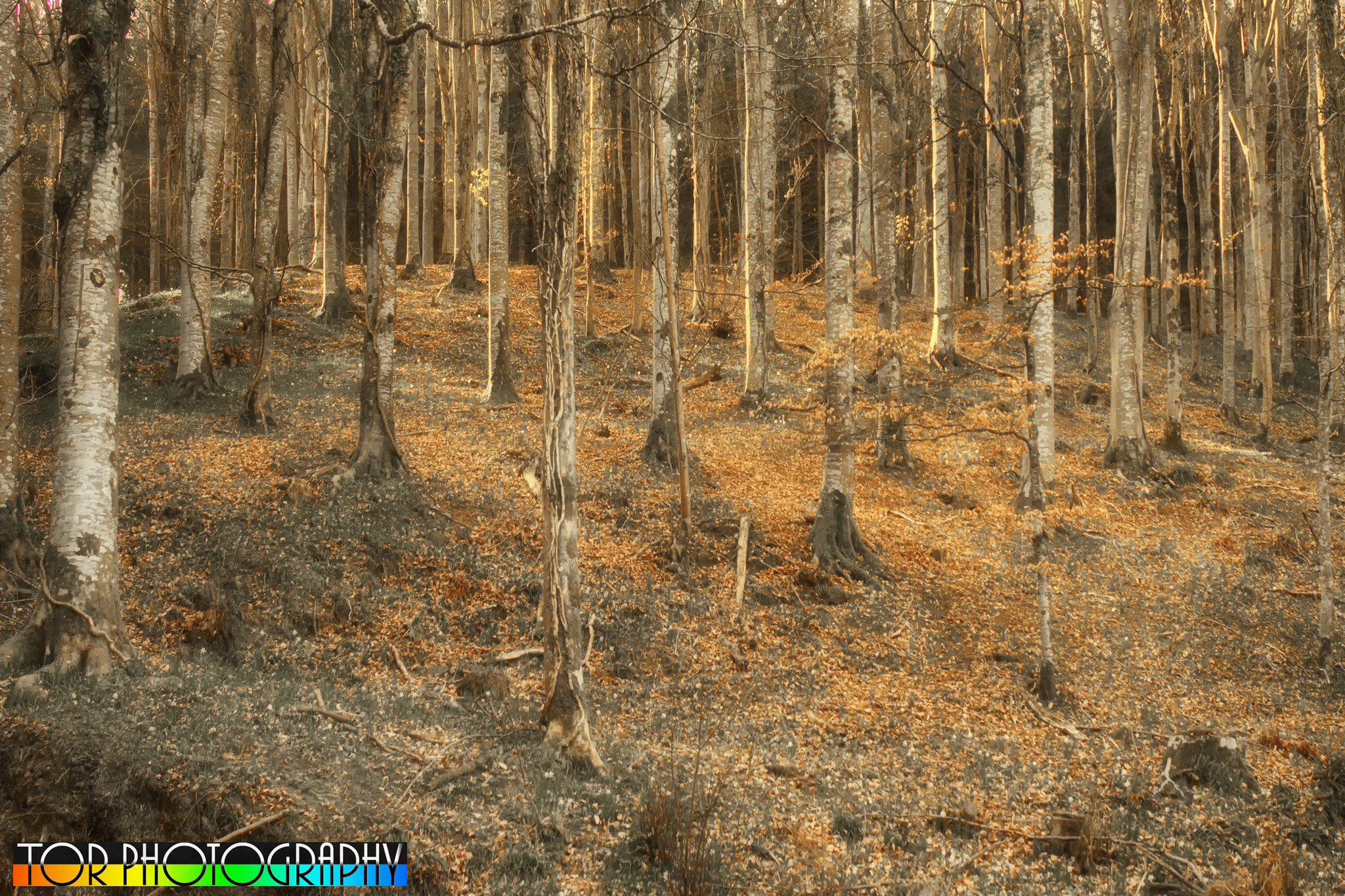Sony SLT-A35 sample photo. Birch woodland photography
