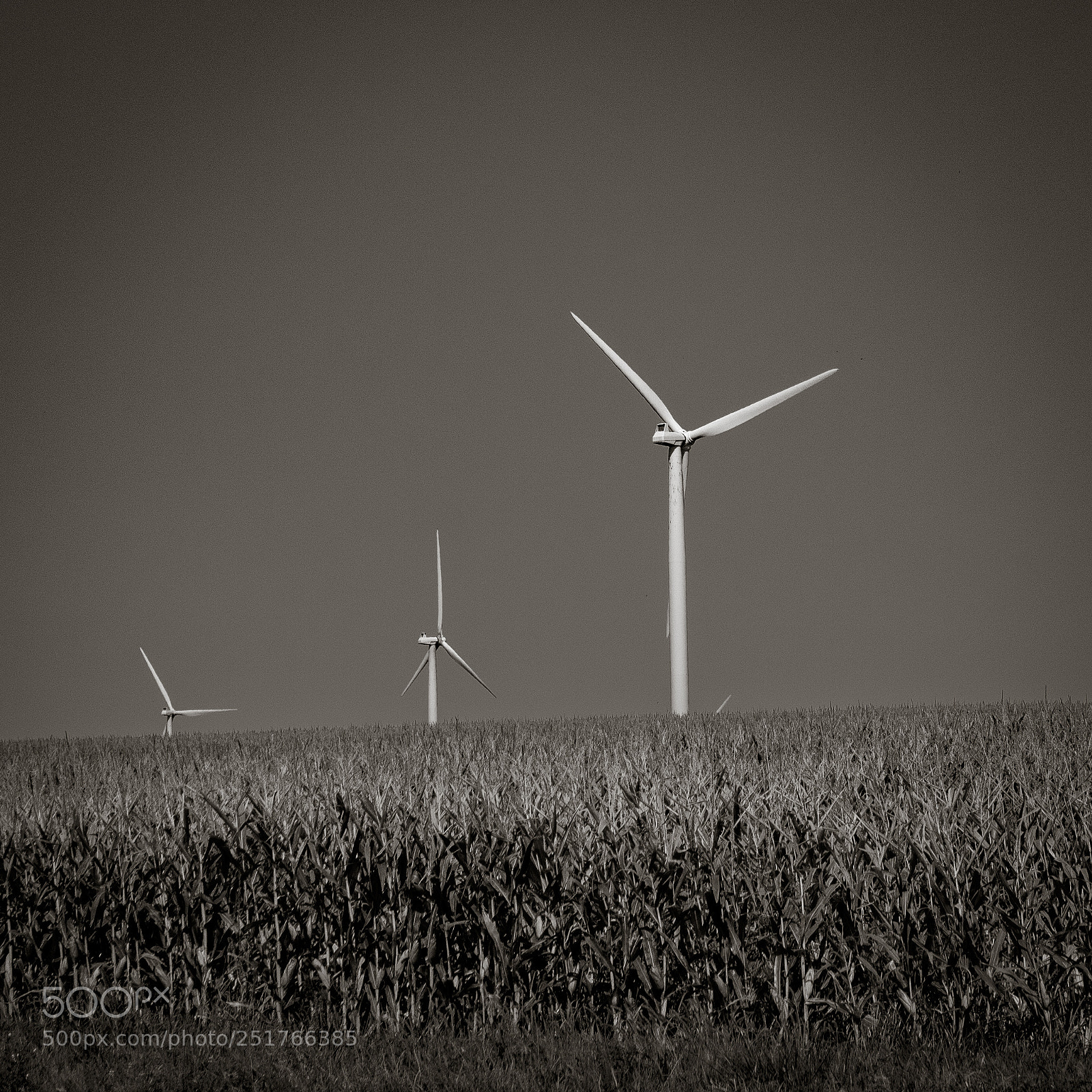 Canon EOS 1300D (EOS Rebel T6 / EOS Kiss X80) sample photo. Corn and windmills photography