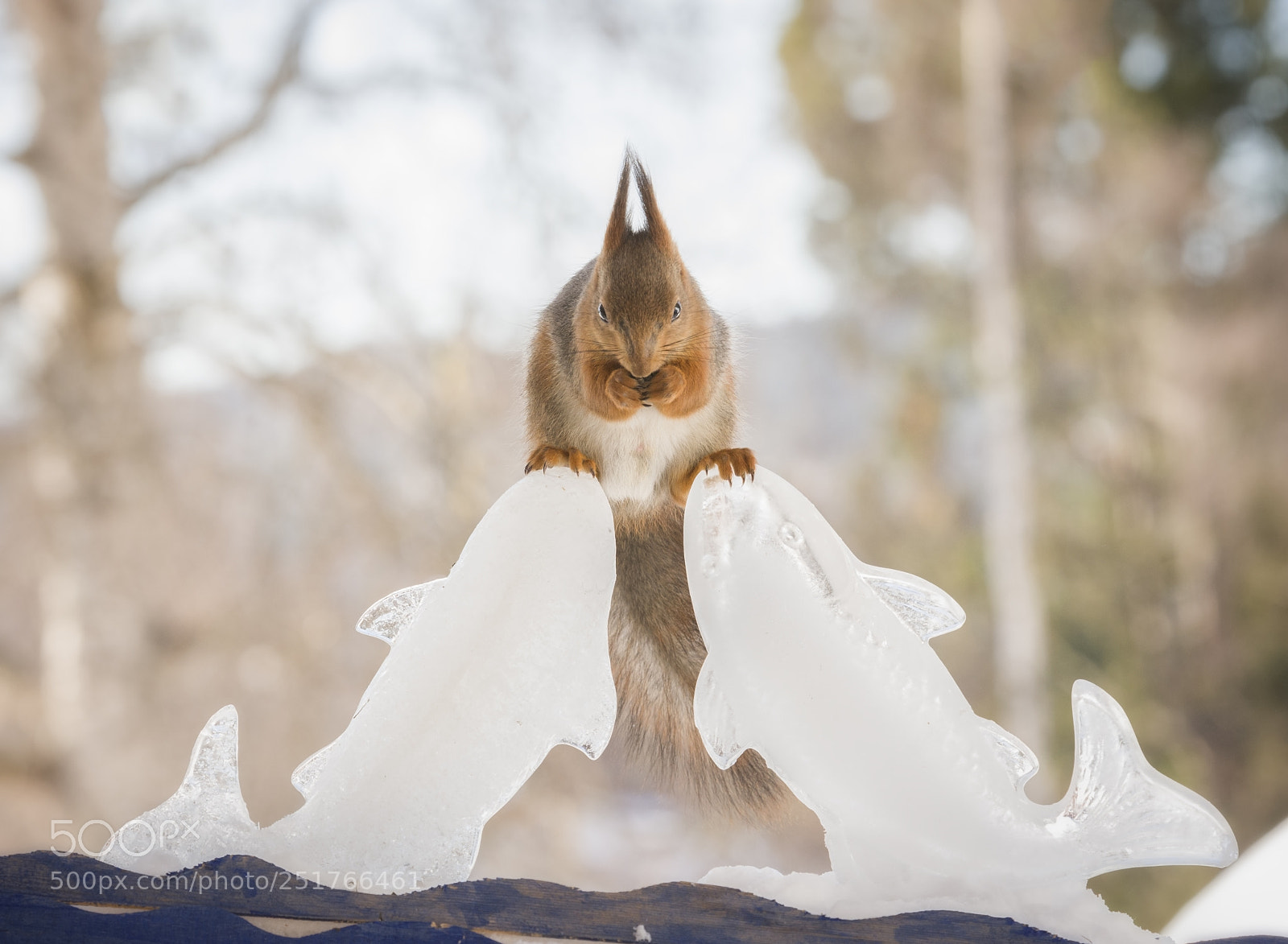 Nikon D810 sample photo. Squirrel standing on ice photography