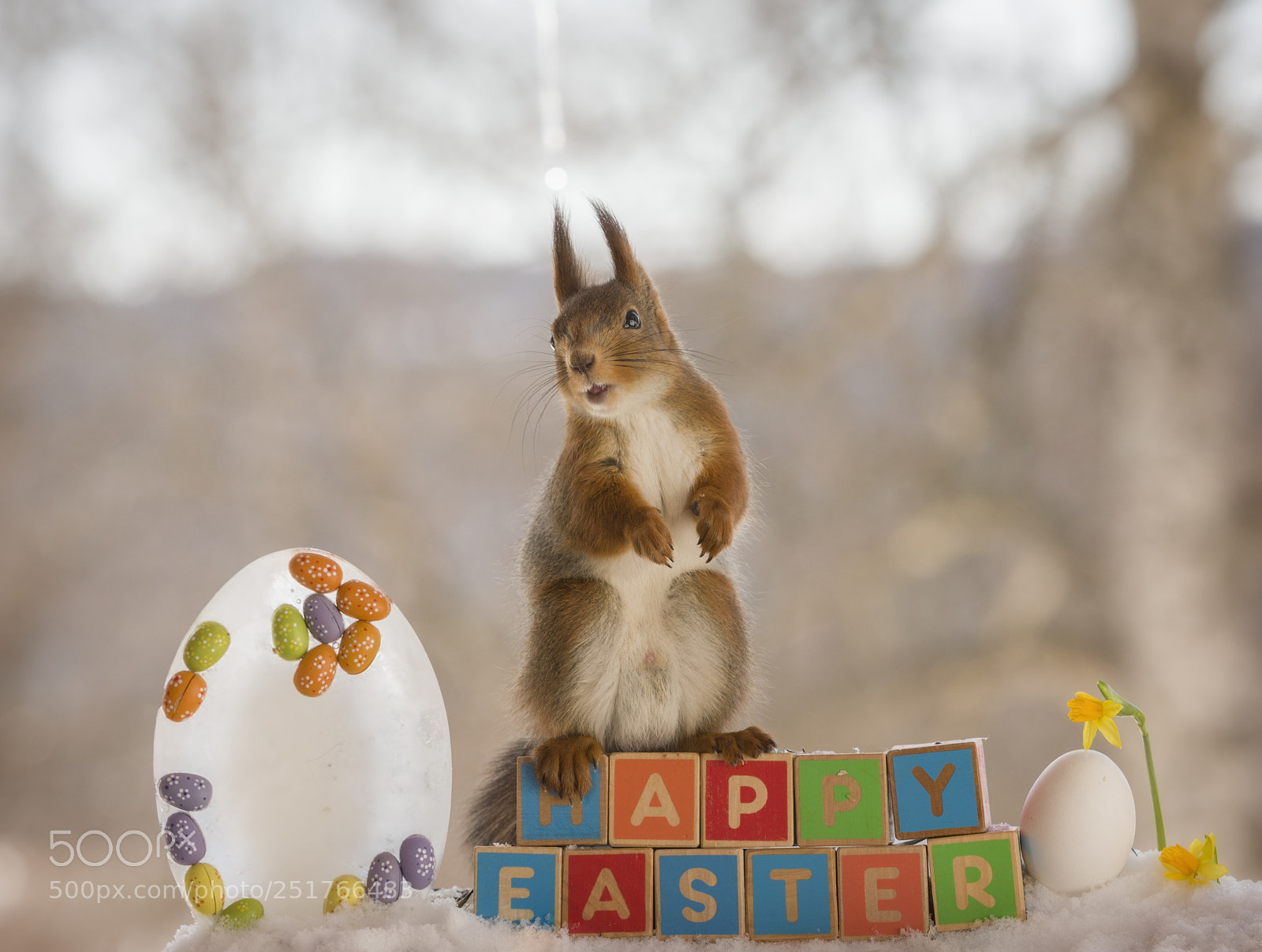 Nikon D810 sample photo. Red squirrel on words photography