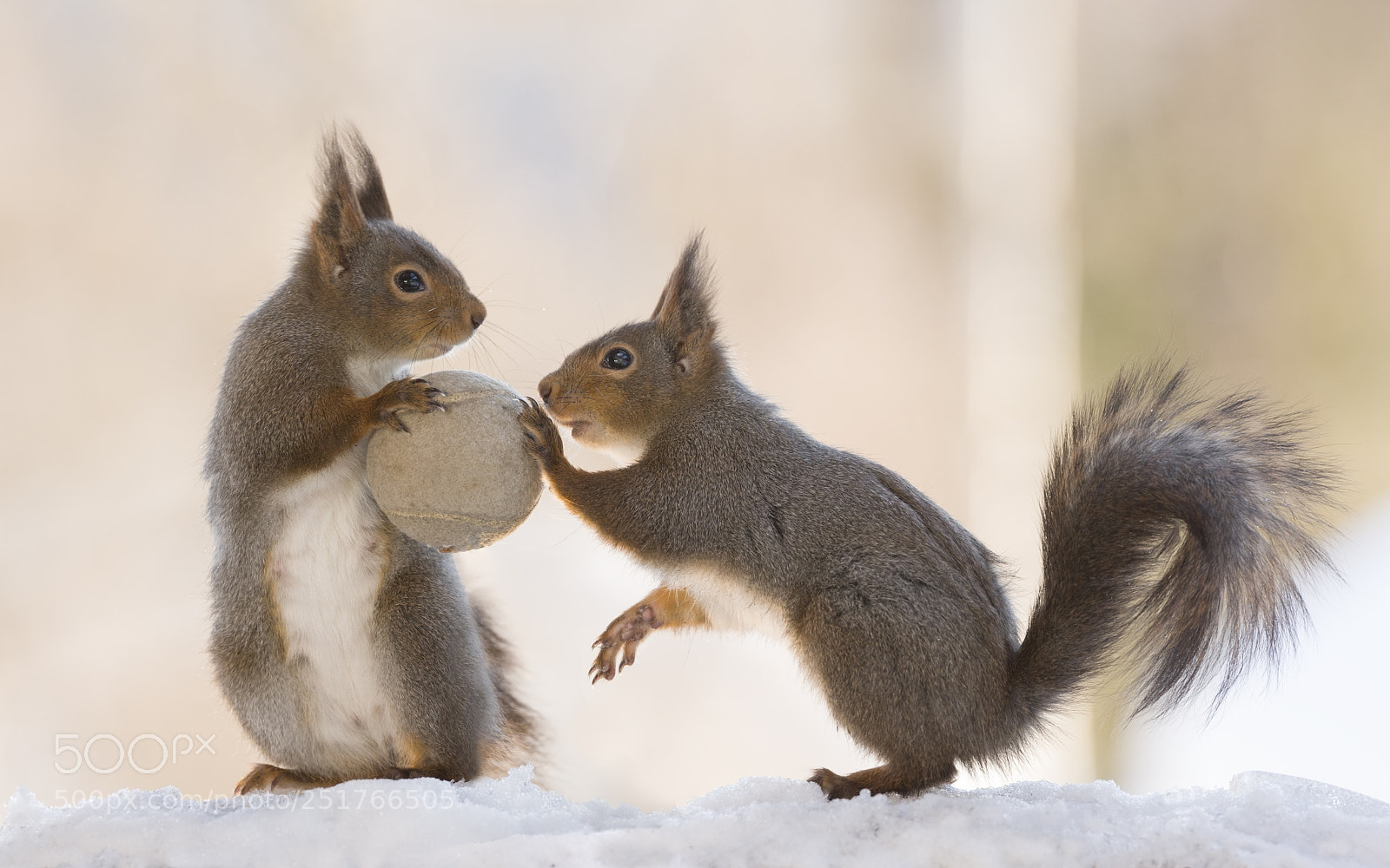 Nikon D810 sample photo. Red squirrels holding a photography