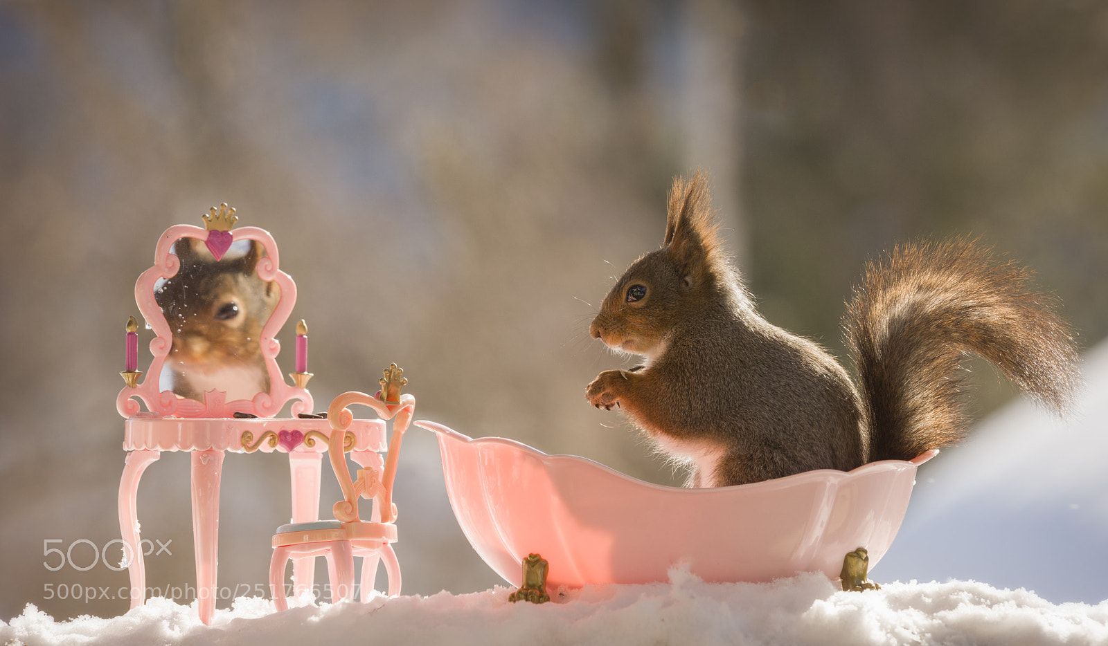 Nikon D810 sample photo. Red squirrel in bath photography