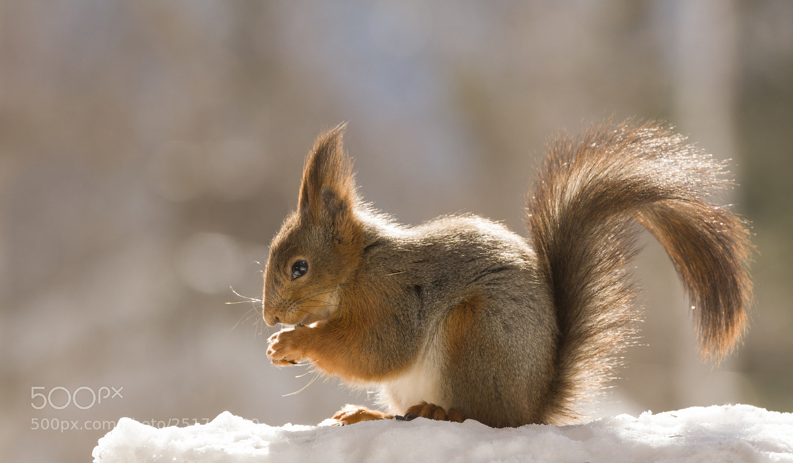 Nikon D810 sample photo. Red squirrel standing in photography