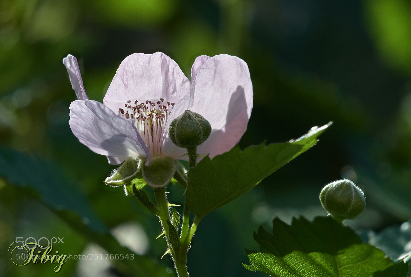 Nikon D500 sample photo. Raspberry flower photography