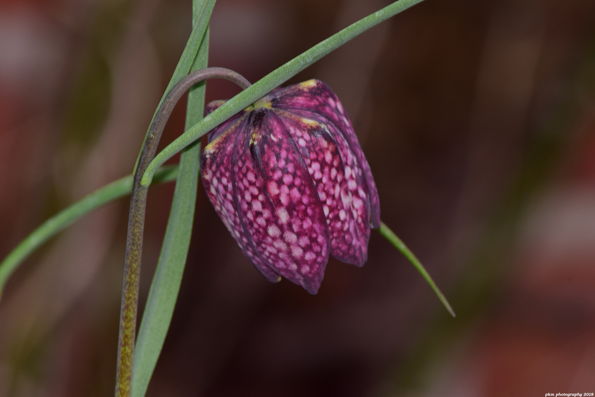 Nikon D3300 sample photo. Fritillaria meleagris photography