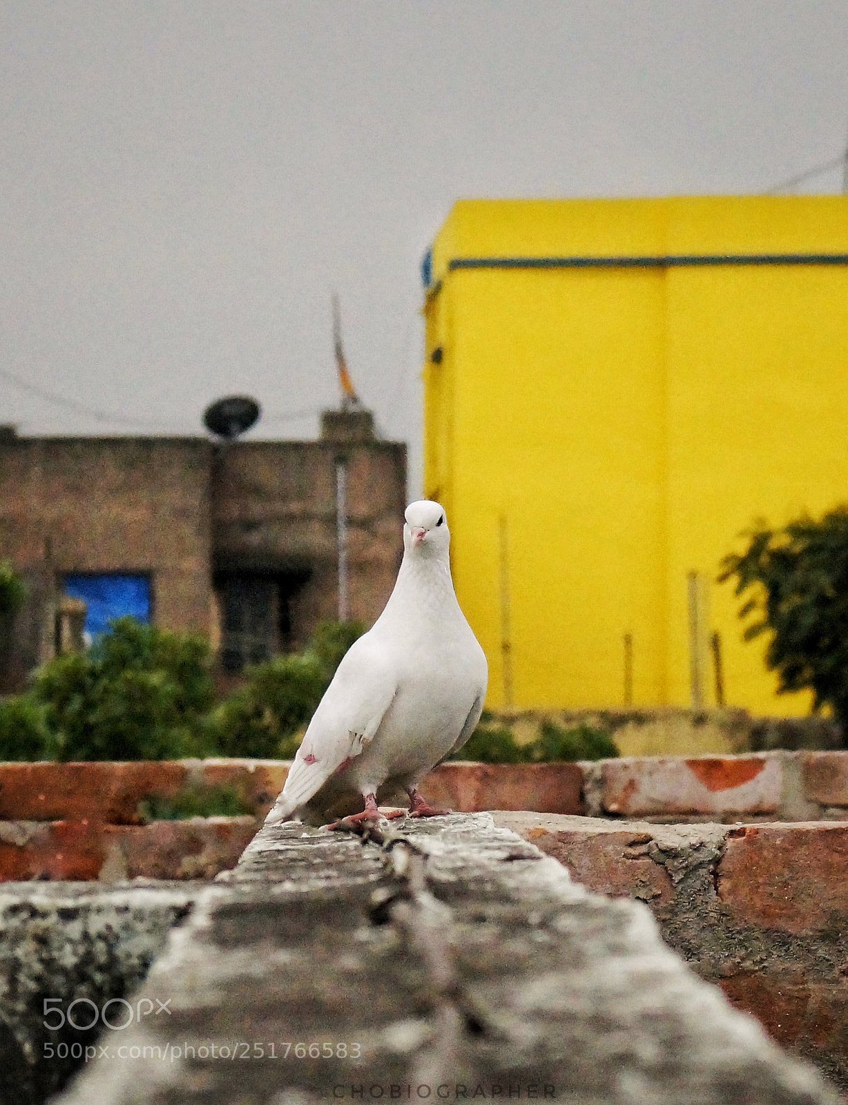 Sony Alpha a3500 sample photo. White pigeon photography