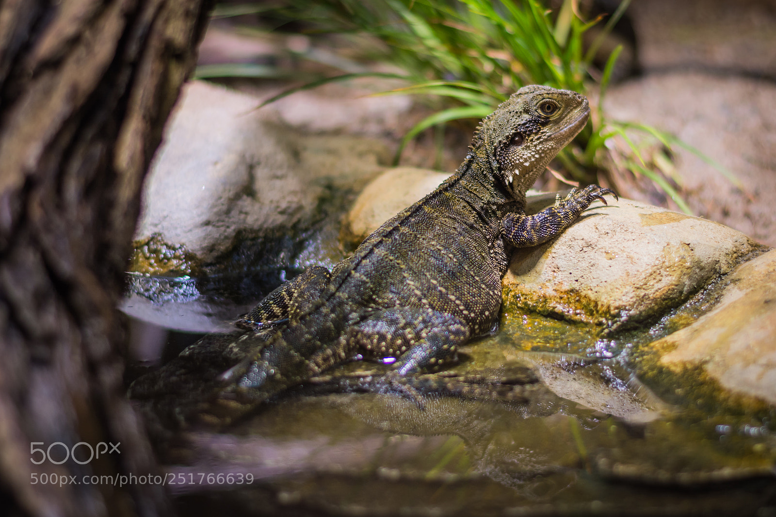 Nikon D5200 sample photo. Australian water dragon photography