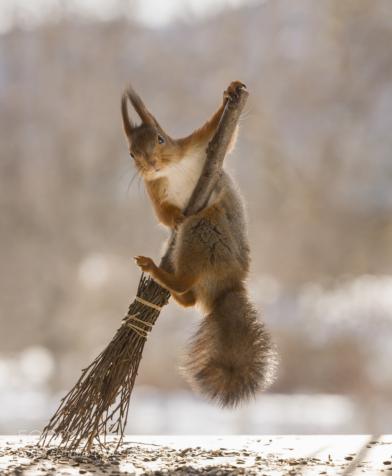 Nikon D810 sample photo. Red squirrel holding on photography