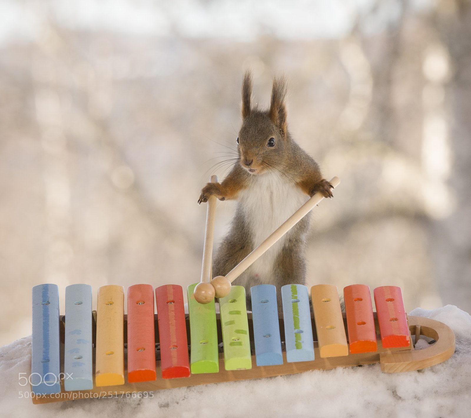 Nikon D810 sample photo. Red squirrel holding sticks photography