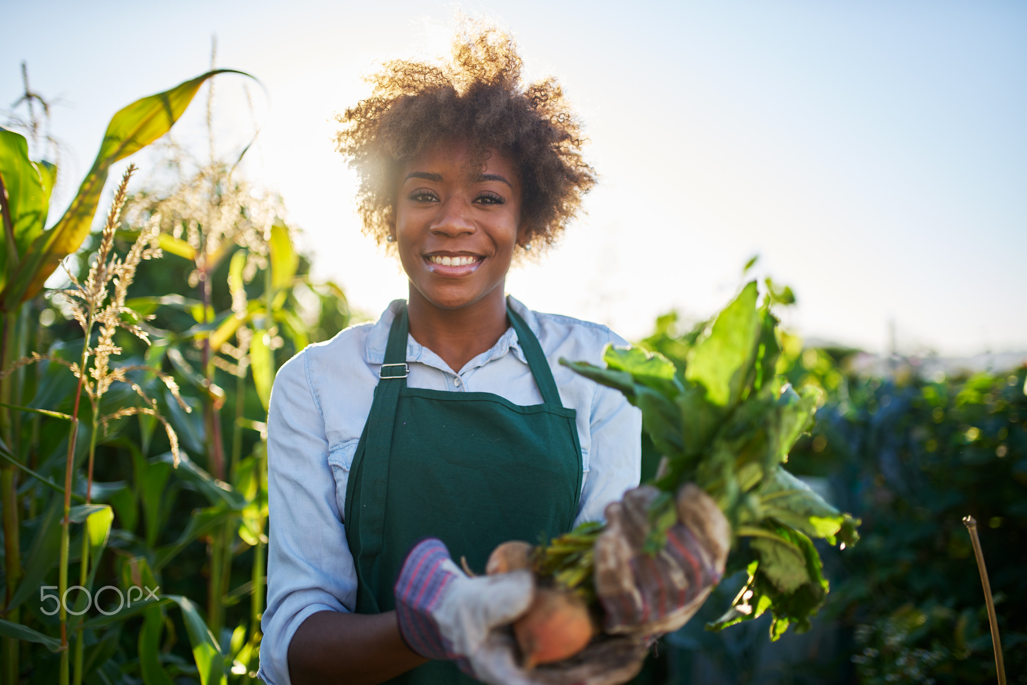 proud african american gardener posing for portrait with freshly harvested golden beets