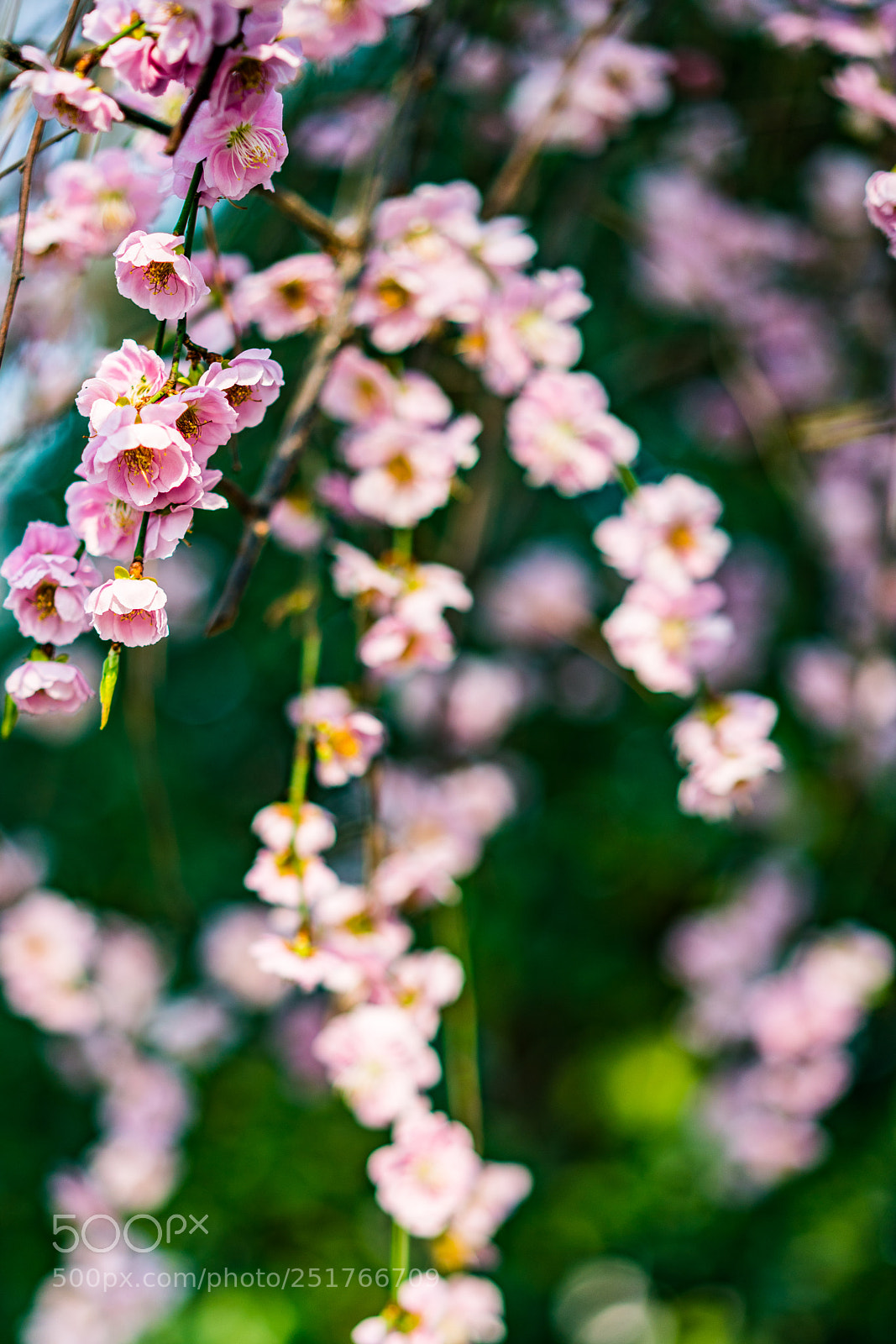 Sony a7R II sample photo. Weeping sakura photography