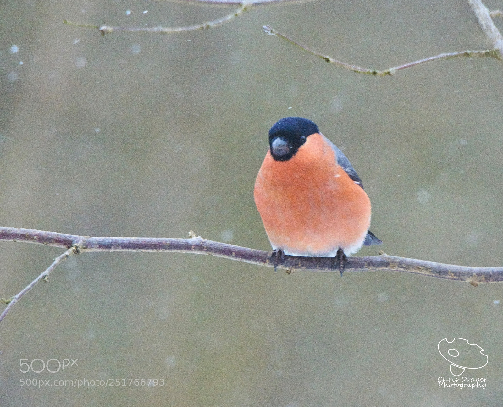 Sony ILCA-77M2 sample photo. Bullfinch in a snow photography