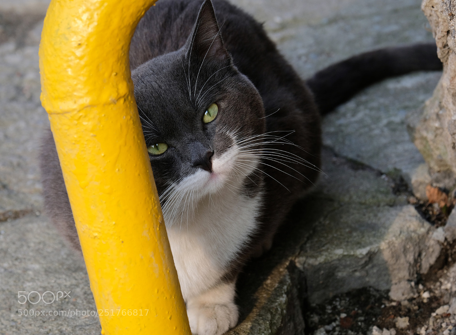 Fujifilm X-T20 sample photo. Shiny cat ask to photography