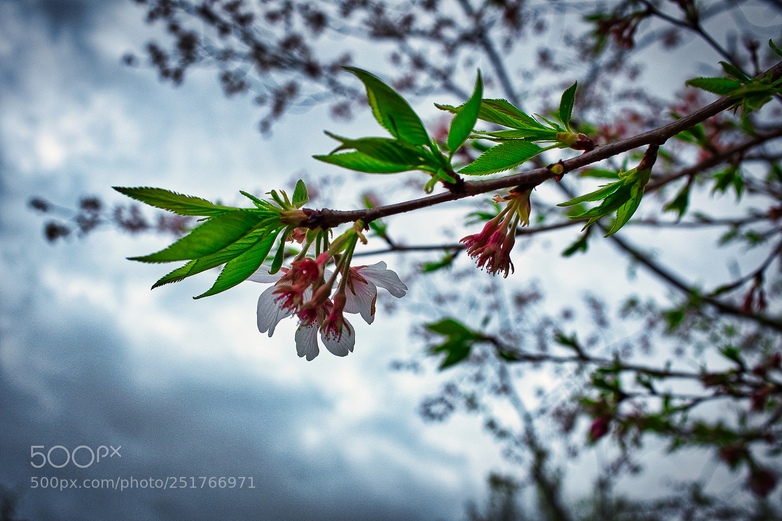 Fujifilm X100S sample photo. Blossom and sky photography
