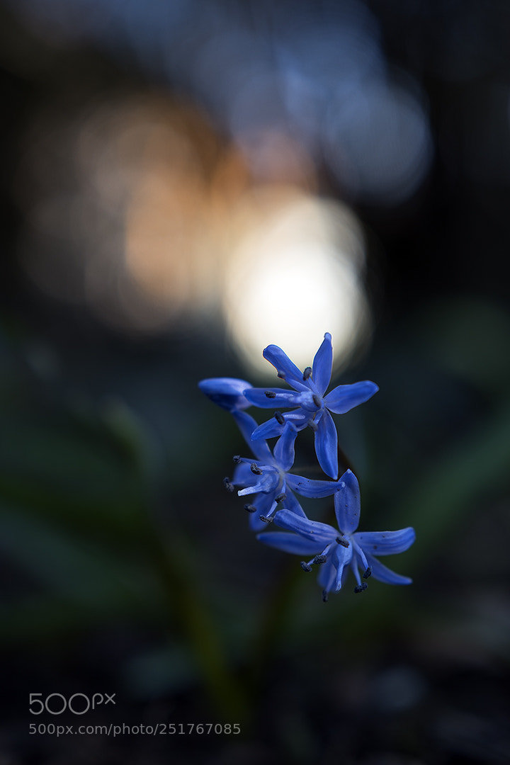 Nikon D5500 sample photo. Spring mood photography