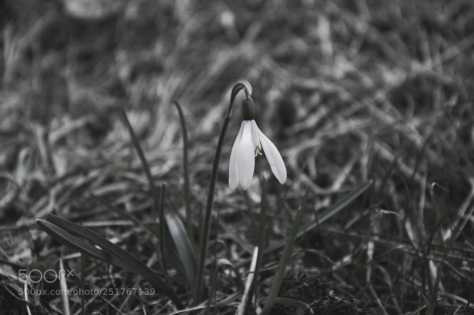 Nikon D3200 sample photo. Spring is here photography