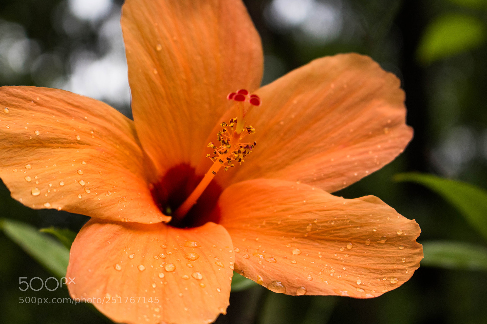 Canon EOS 750D (EOS Rebel T6i / EOS Kiss X8i) sample photo. Orange hibiscus photography