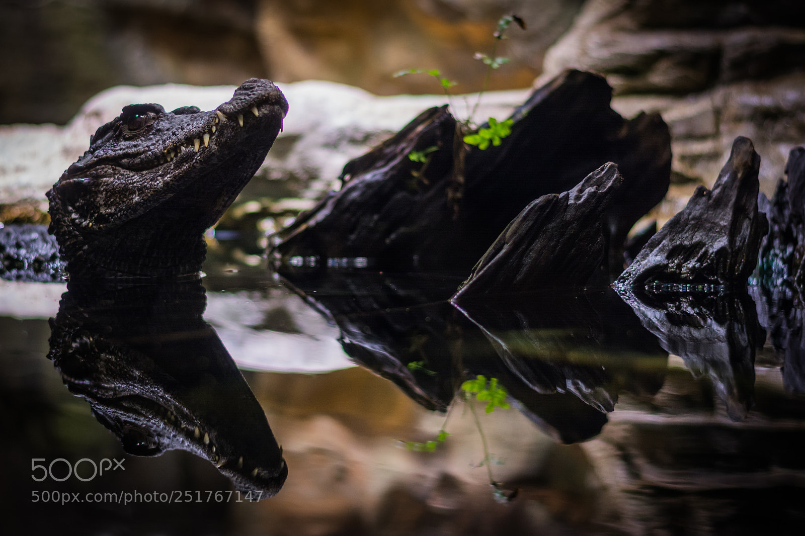 Nikon D5200 sample photo. Smooth-fronted caiman photography