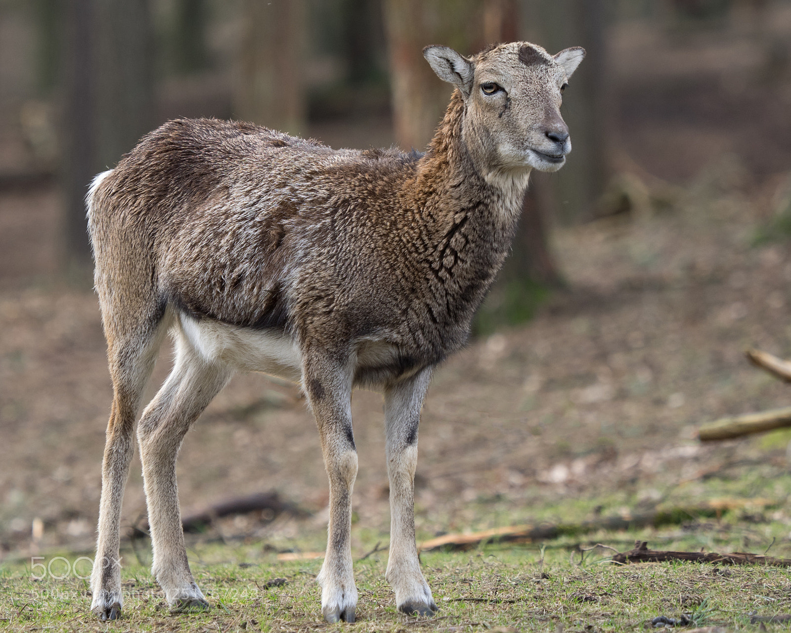 Olympus OM-D E-M1 sample photo. Wildschaf.... photography