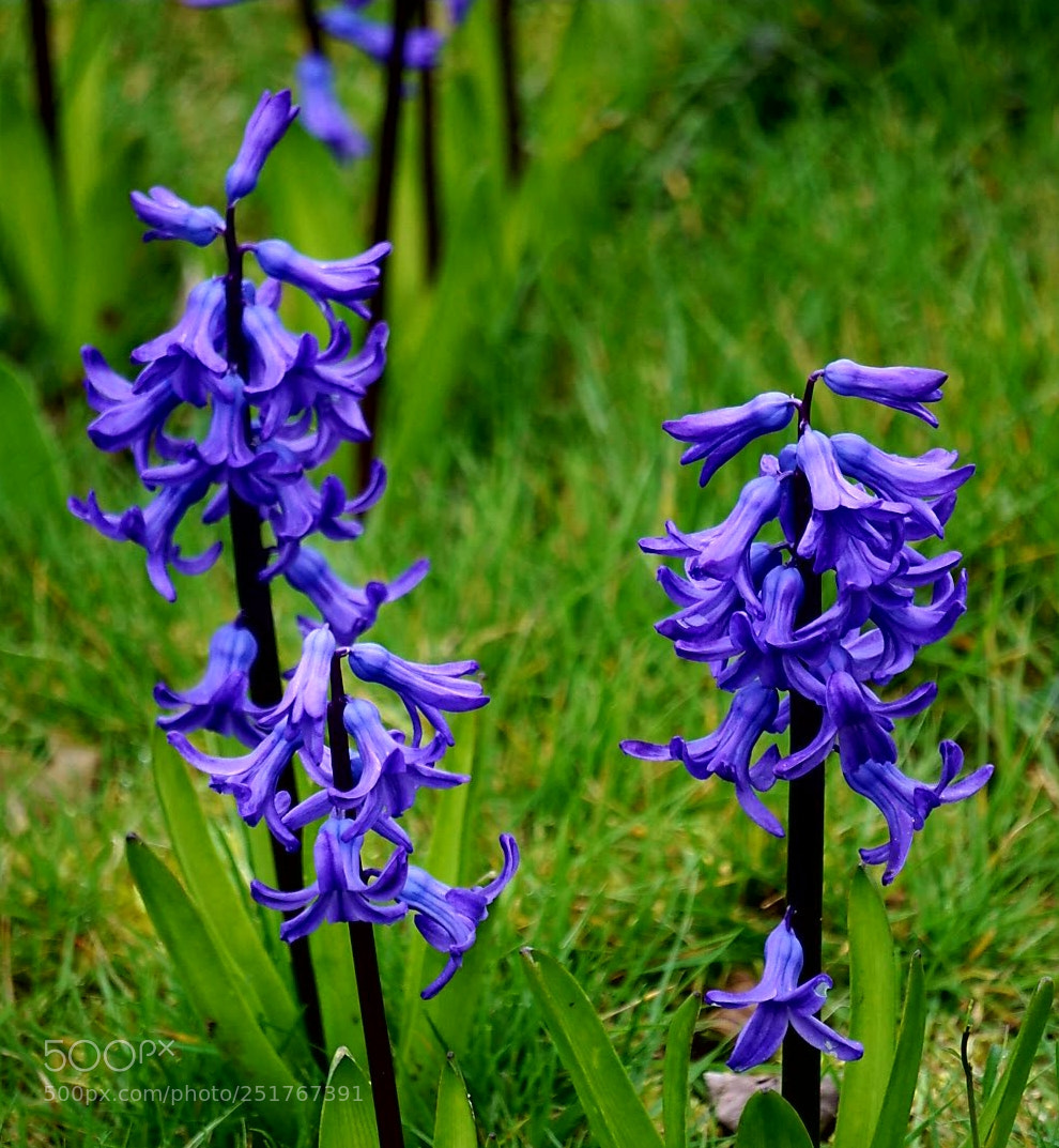 Sony a6000 sample photo. Blue bells photography