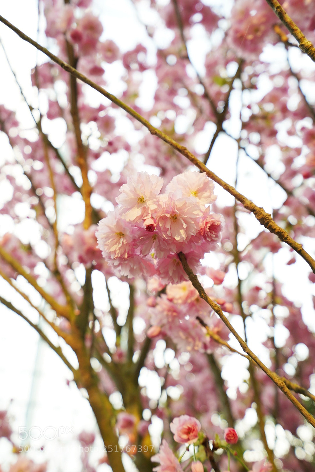 Sony a7 III sample photo. Sakura @ flower dome photography
