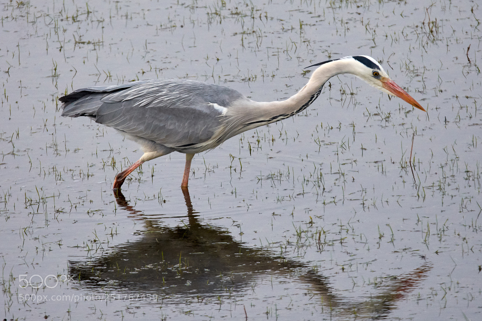 Nikon D7200 sample photo. Grey heron photography