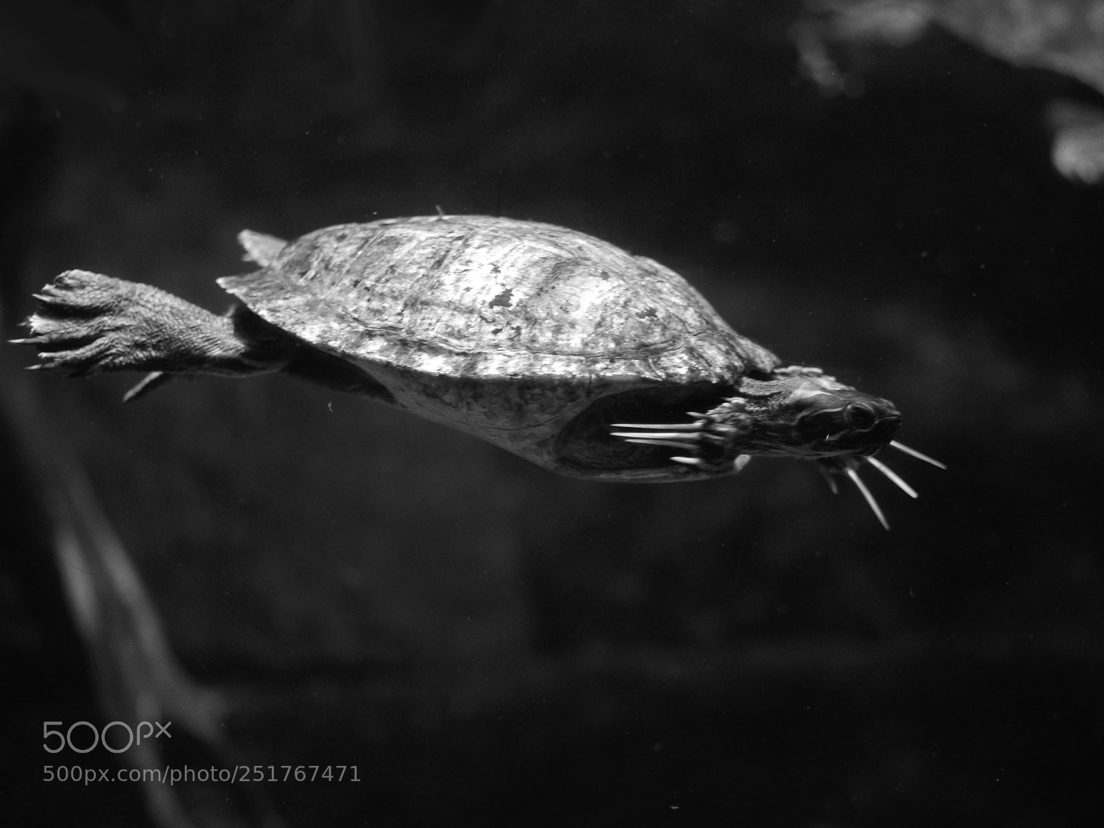 Panasonic Lumix DMC-G5 sample photo. White turtle photography