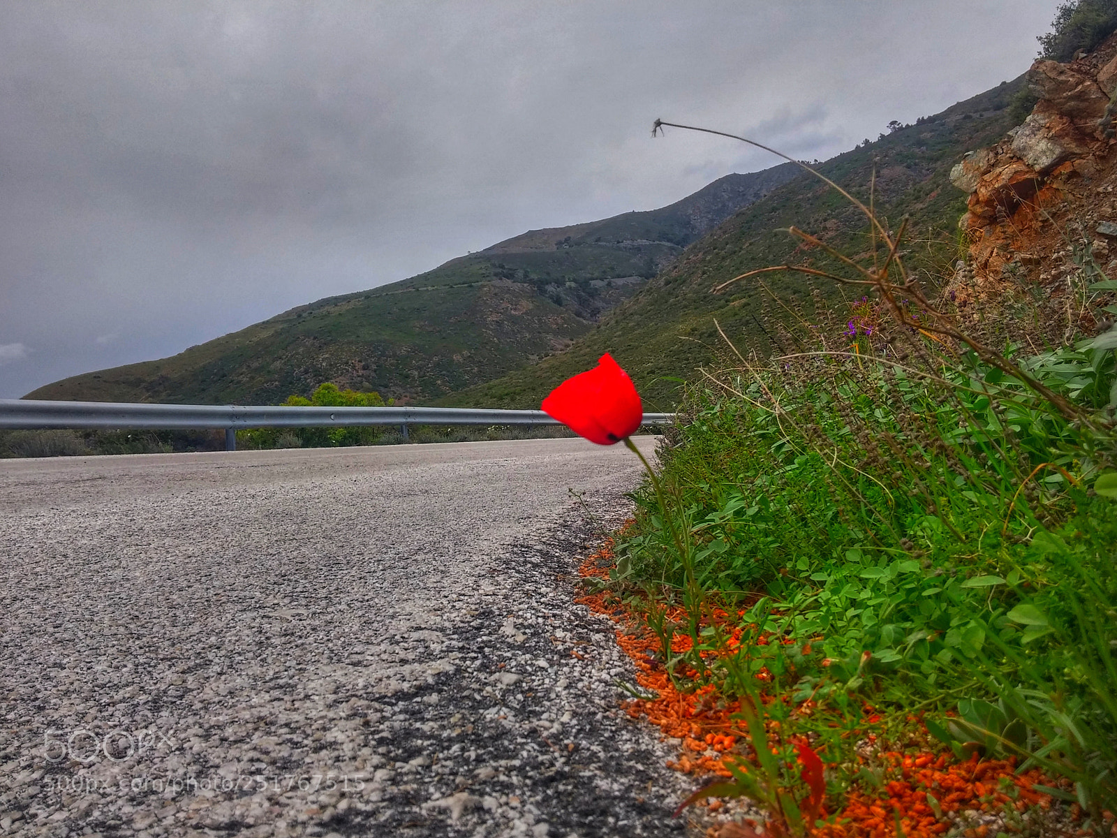 LG G3 sample photo. Red poppies photography