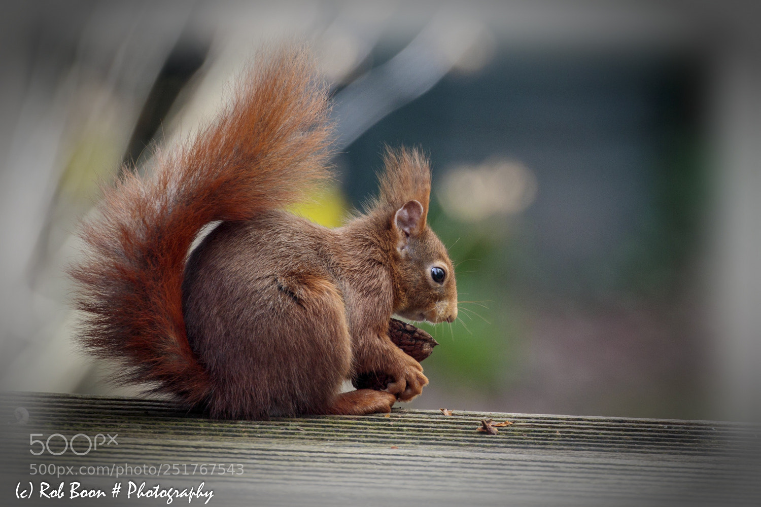 Canon EOS 5DS sample photo. Squirrel photography