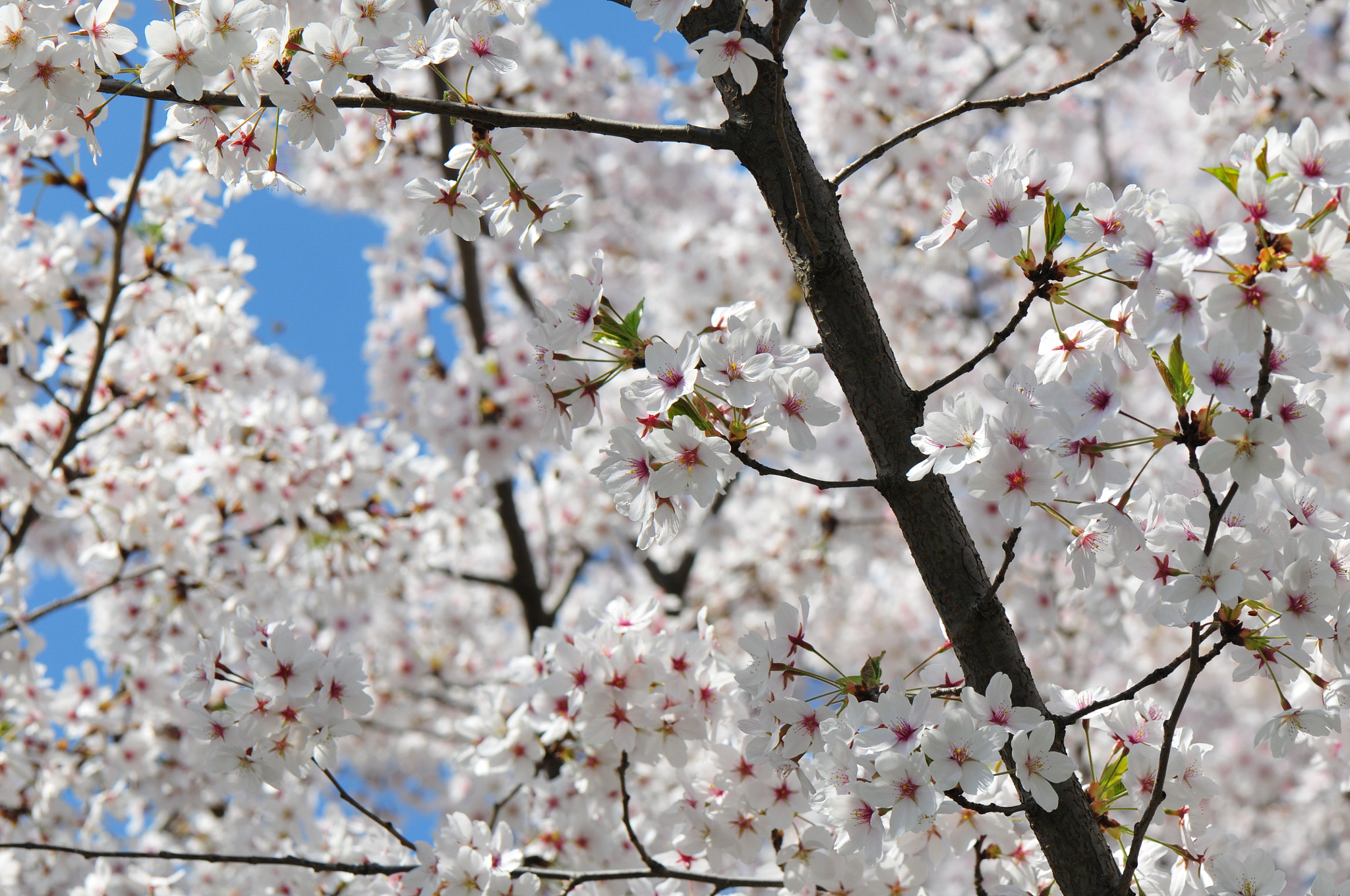 Nikon AF-S Micro-Nikkor 105mm F2.8G IF-ED VR sample photo. Flowers photography
