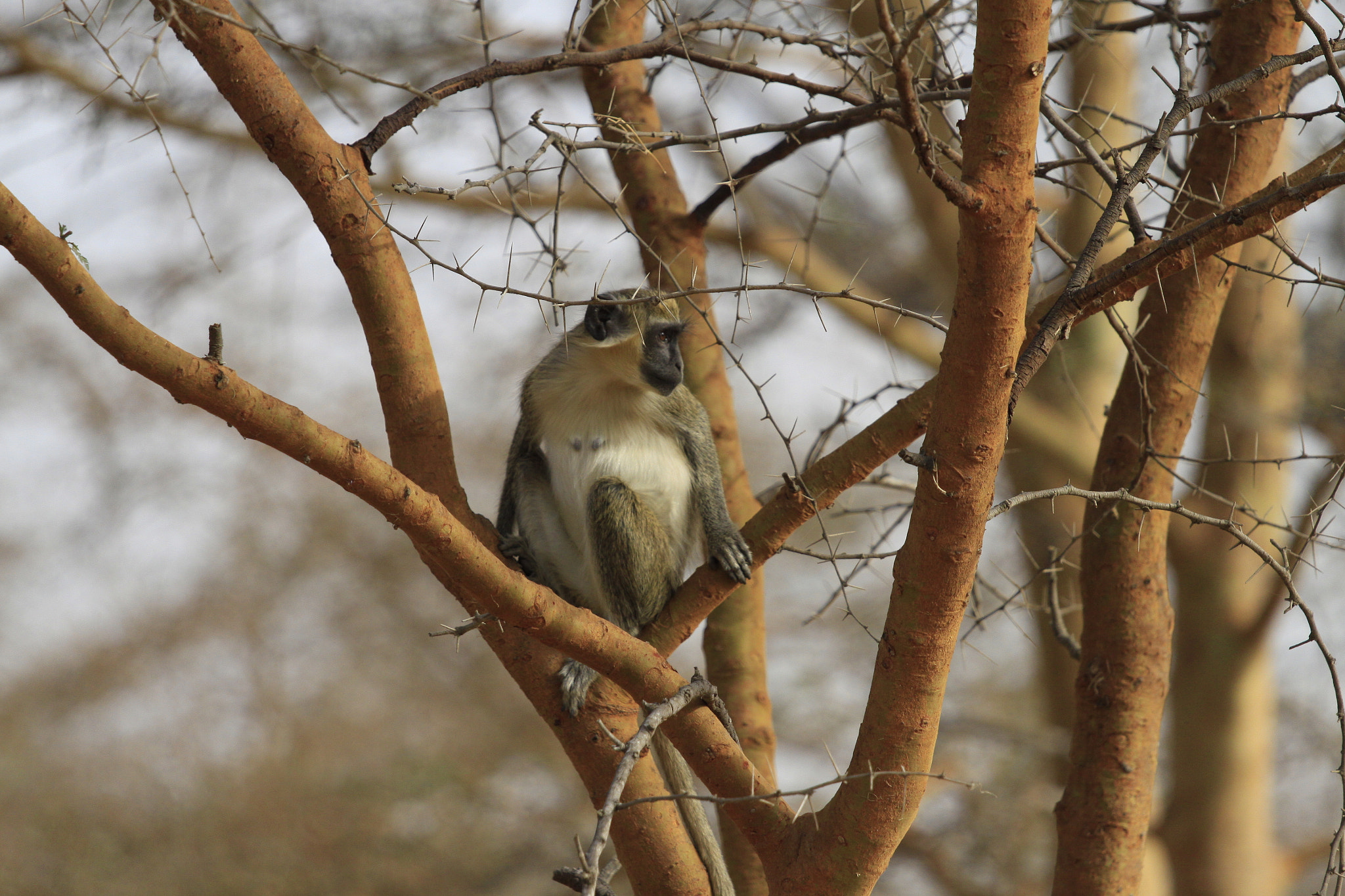 Canon EOS 50D + Canon EF 70-200mm F4L IS USM sample photo. Mg photography