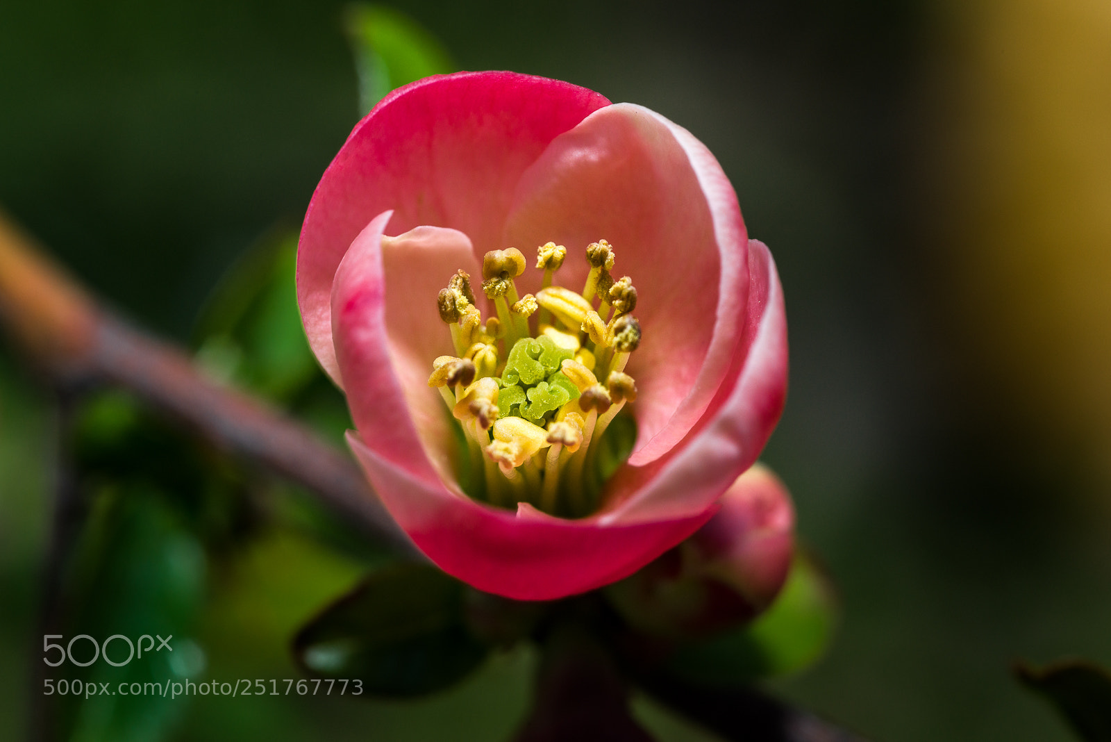 Nikon D810 sample photo. Spring is coming photography