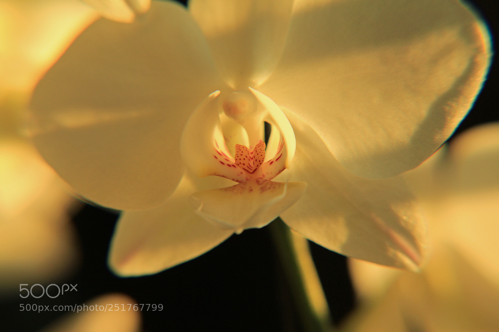 Canon EOS 700D (EOS Rebel T5i / EOS Kiss X7i) sample photo. Orchid in golden light photography