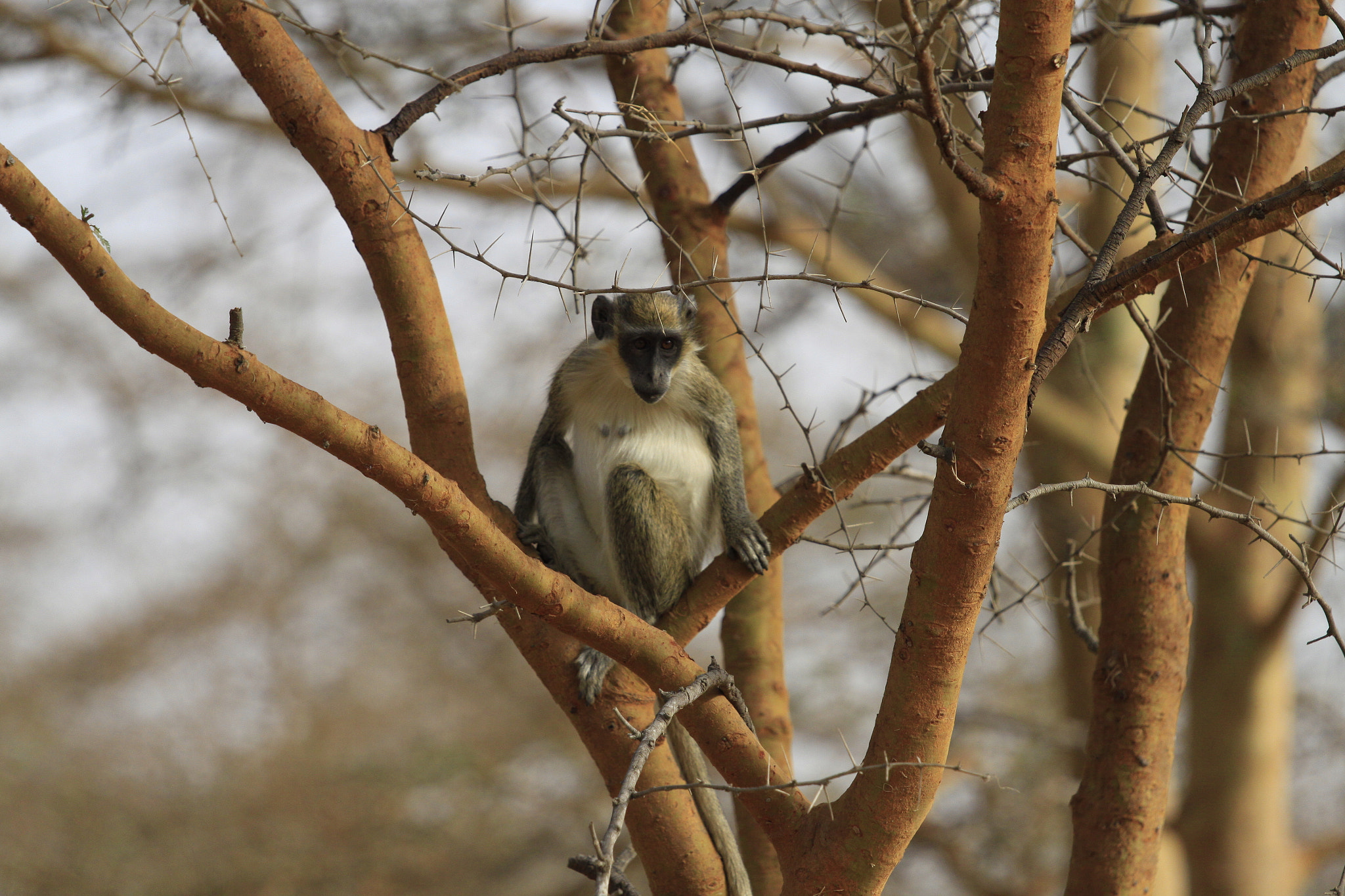 Canon EOS 50D + Canon EF 70-200mm F4L IS USM sample photo. Mg photography