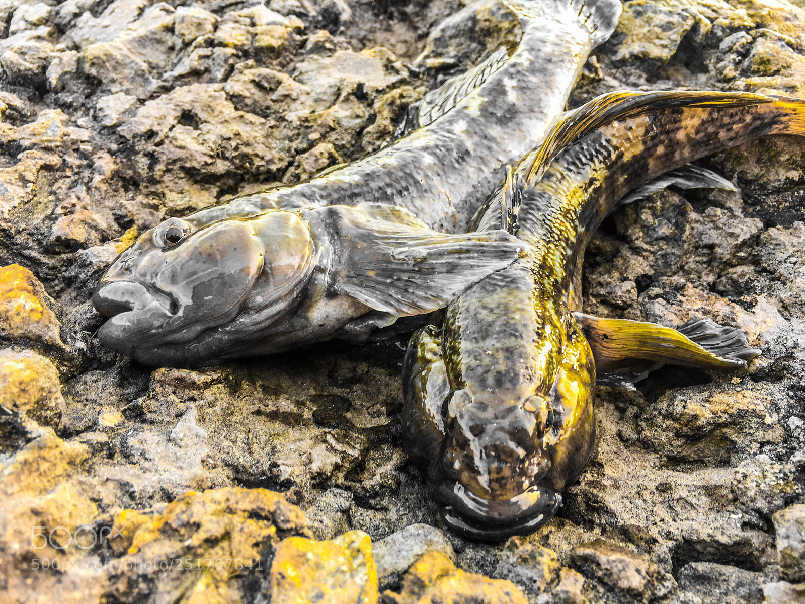 Apple iPhone 6s Plus sample photo. Fresh fish  photography