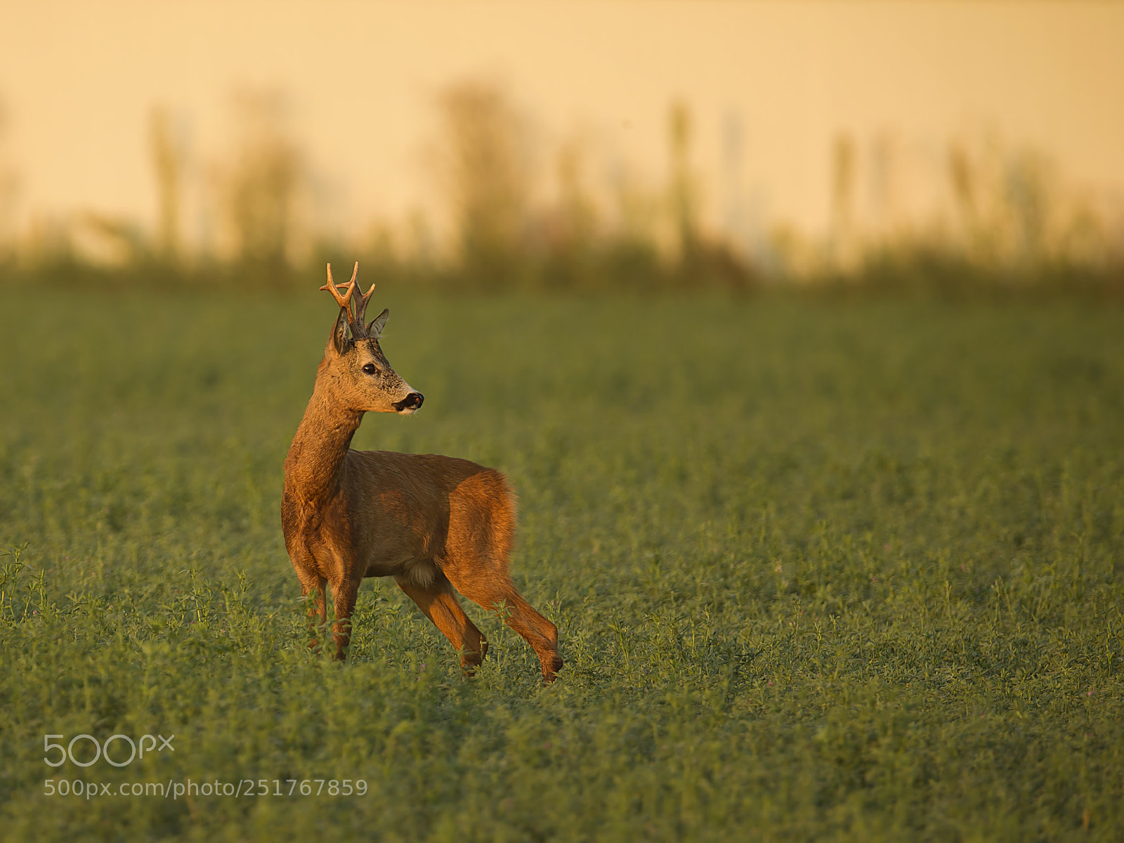 Canon EOS-1D X sample photo. Golden evening photography
